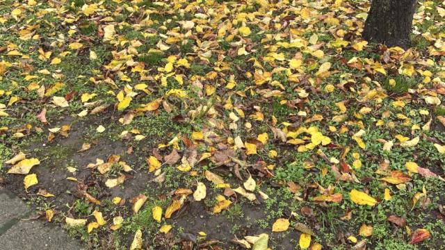 Kuća, Prodaja, 215m2, Mlake, Gradska lokacija, Sombor