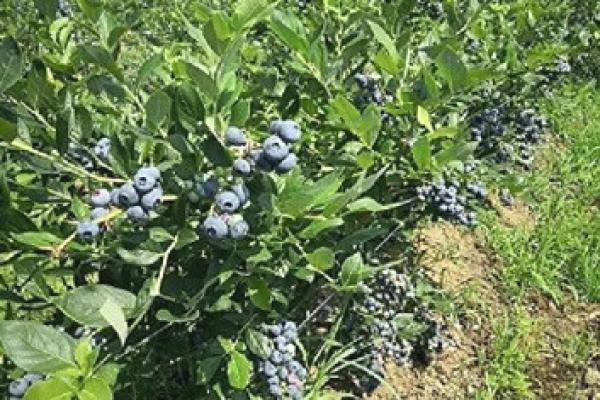 prodaja, plac,
varna-opstina-sabac, 1033906, varna