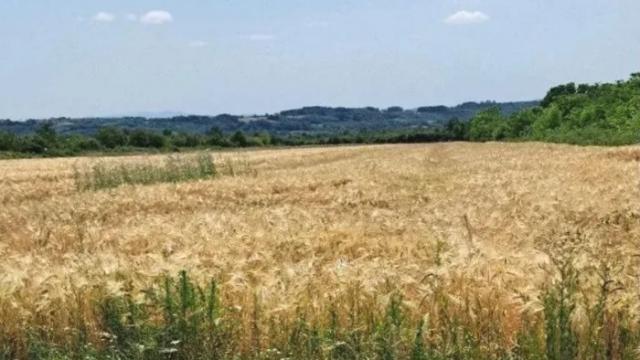 Plac, Prodaja, m2, Veliki Borak, Barajevo, Veliki Borak