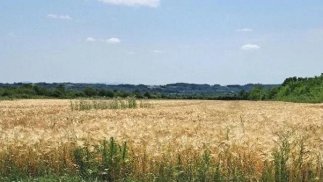 Plac, Prodaja, m2, Veliki Borak, Barajevo, Veliki Borak