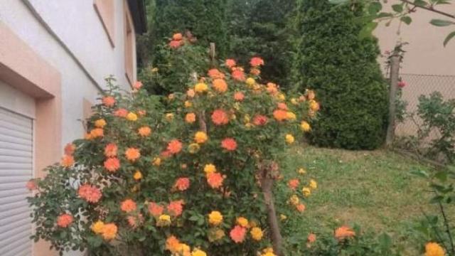 Kuća, Prodaja, 341m2, Grocka (mesto), Grocka, Bulevar revolucije