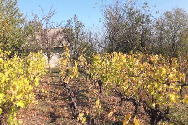 prodaja, kuca,
milosevo-opstina-jagodina, 1074438, jednoiposoban