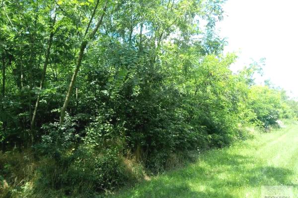 prodaja, plac,
ripanj-vozdovac-beograd, 381022, plac