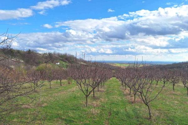 prodaja, plac,
irig, 1085024, irig