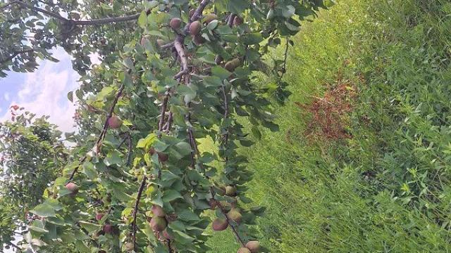 Plac, Prodaja, m2, Irig