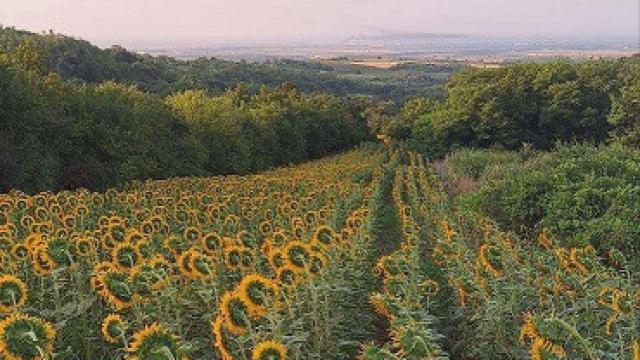 Plac, Prodaja, m2, Irig