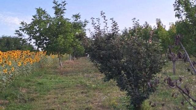 Plac, Prodaja, m2, Irig