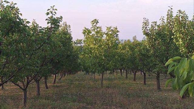 Plac, Prodaja, m2, Irig