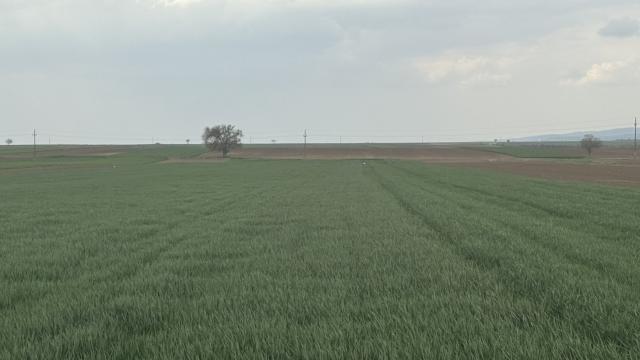 Plac, Prodaja, m2, Rivica, Okolno mesto, Rivica