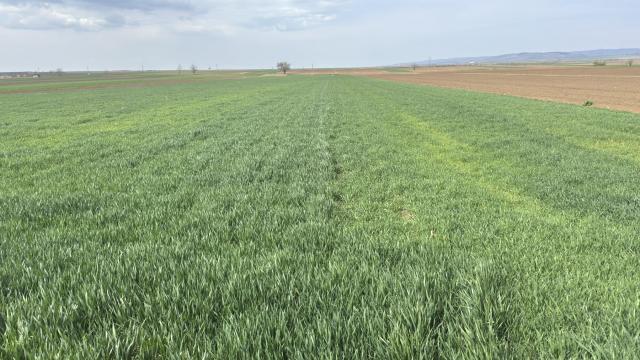 Plac, Prodaja, m2, Rivica, Okolno mesto, Rivica