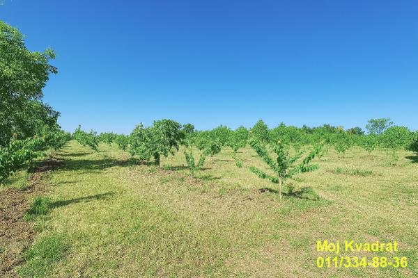 prodaja, plac,
grocka-mesto-grocka-beograd, 1098632, ruska