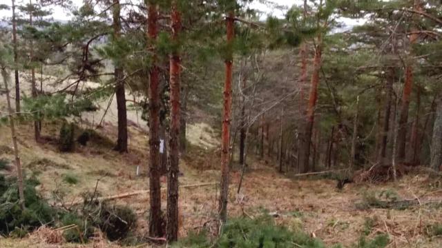 Plac, Prodaja, m2, Divčibare, Okolno mesto, Divčibare