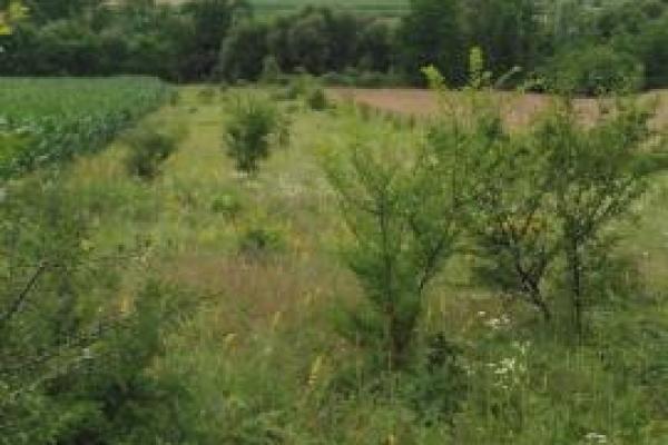 prodaja, plac,
centar-grad-rekovac, 1103952, plac
