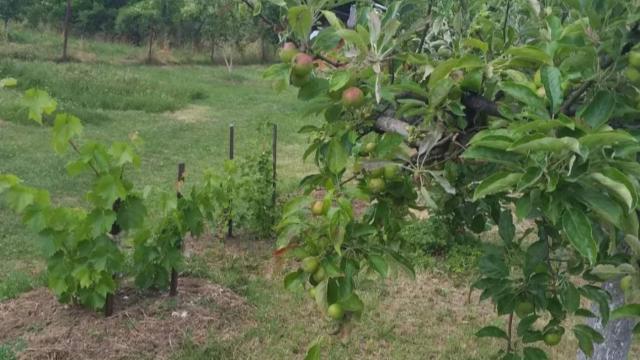 Kuća, Trosoban, Prodaja, 90m2, Zaklopača, Grocka, Zaklopača