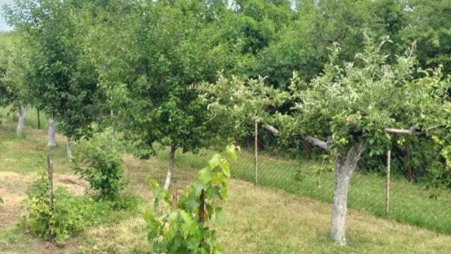 Kuća, Trosoban, Prodaja, 90m2, Zaklopača, Grocka, Zaklopača