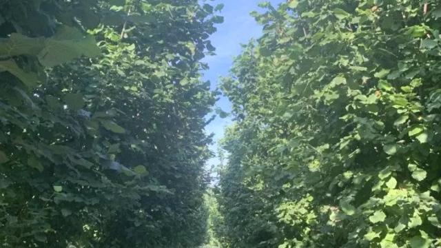 Plac, Prodaja, m2, Veliko Gradiste
