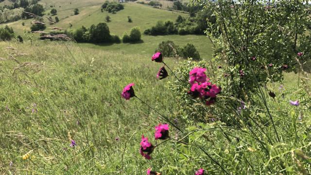 Plac, Prodaja, m2, Sljivovica/Branesci