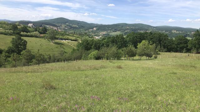 Plac, Prodaja, m2, Sljivovica/Branesci