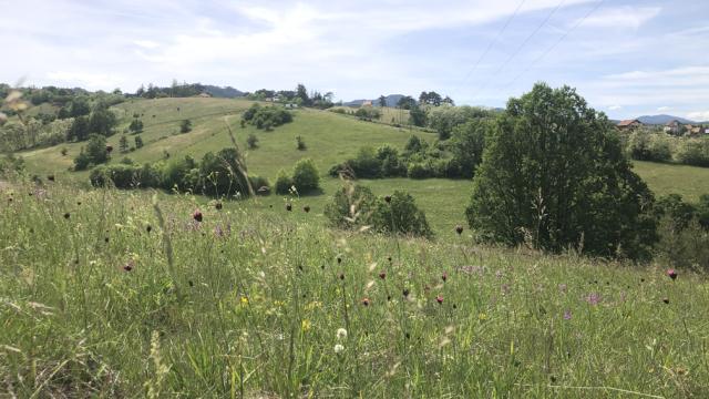 Plac, Prodaja, m2, Sljivovica/Branesci