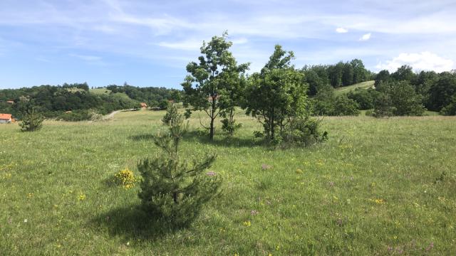 Plac, Prodaja, m2, Sljivovica/Branesci