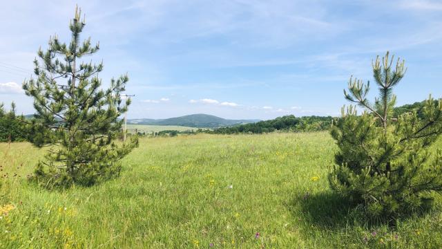 Plac, Prodaja, m2, Sljivovica/Branesci