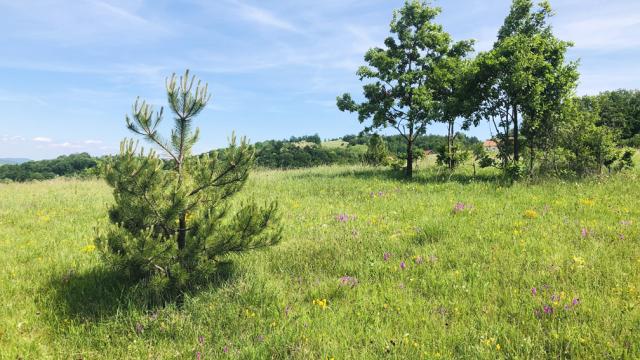 Plac, Prodaja, m2, Sljivovica/Branesci