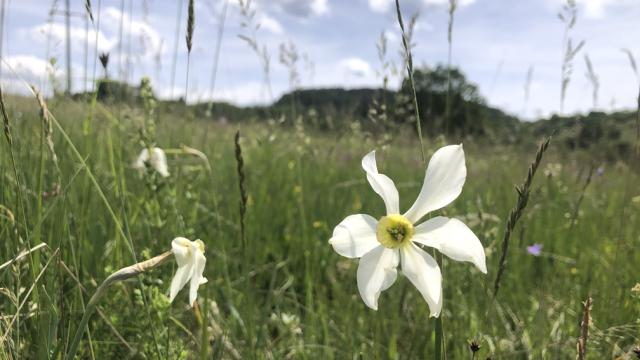 Plac, Prodaja, m2, Sljivovica/Branesci