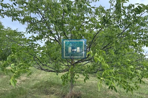 prodaja, plac,
stubica-opstina-paracin, 599596, plac