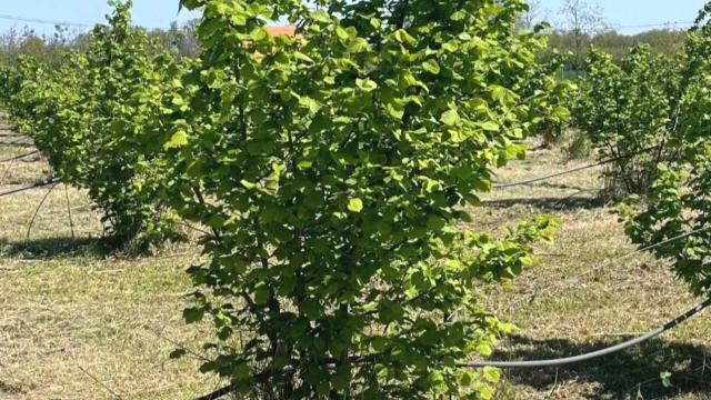Plac, Prodaja, 5000m2, Trbušac, Okolno mesto, Trbusac