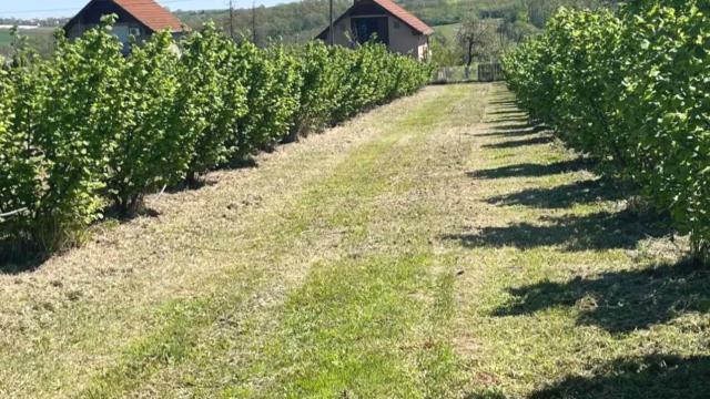 Plac, Prodaja, 5000m2, Trbušac, Okolno mesto, Trbusac