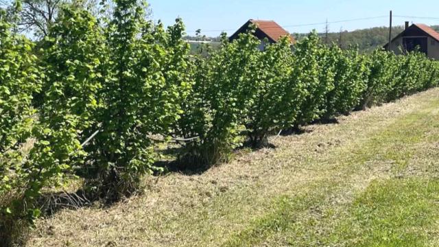 Plac, Prodaja, 5000m2, Trbušac, Okolno mesto, Trbusac