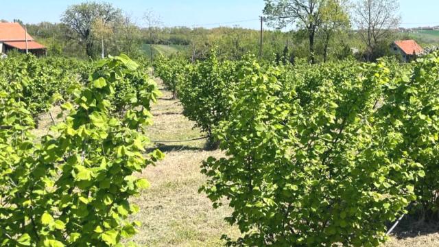 Plac, Prodaja, 5000m2, Trbušac, Okolno mesto, Trbusac