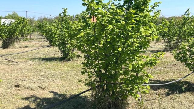 Plac, Prodaja, 5000m2, Trbušac, Okolno mesto, Trbusac