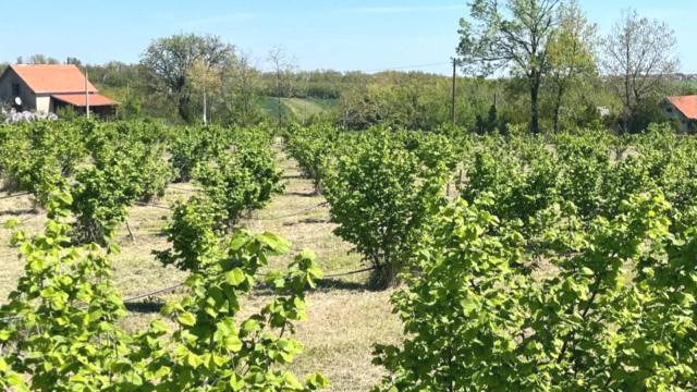Plac, Prodaja, 5000m2, Trbušac, Okolno mesto, Trbusac