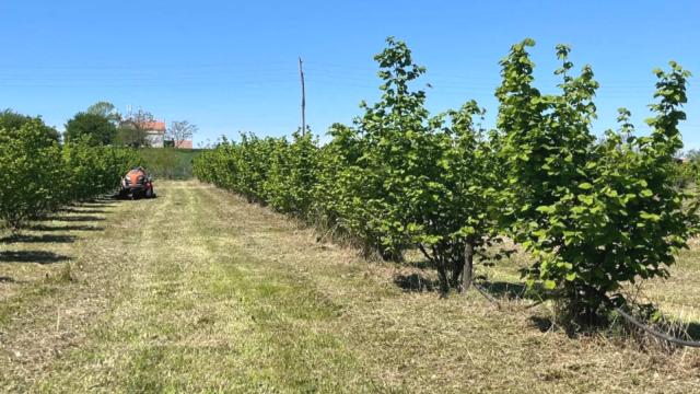Plac, Prodaja, 5000m2, Trbušac, Okolno mesto, Trbusac