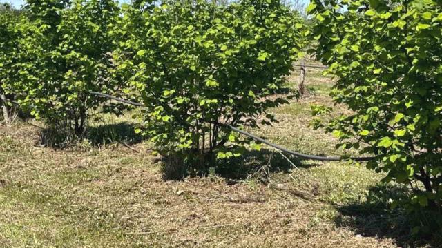 Plac, Prodaja, 5000m2, Trbušac, Okolno mesto, Trbusac