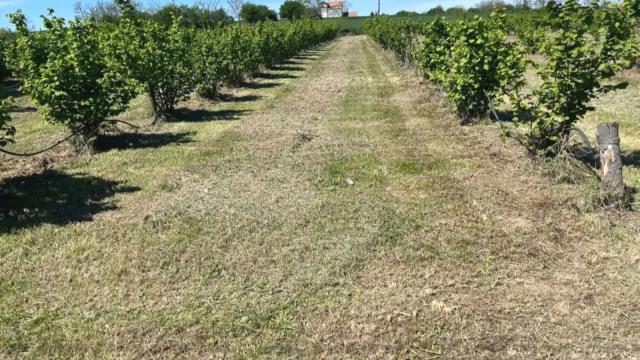 Plac, Prodaja, 5000m2, Trbušac, Okolno mesto, Trbusac