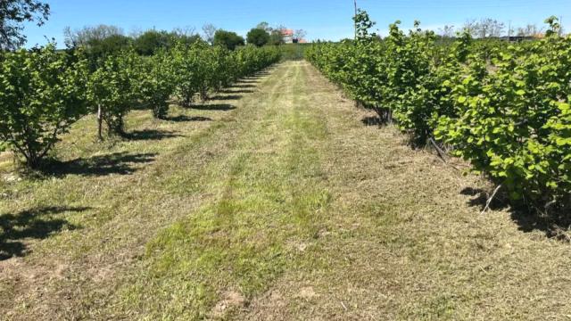 Plac, Prodaja, 5000m2, Trbušac, Okolno mesto, Trbusac