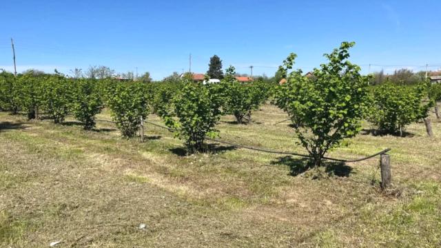 Plac, Prodaja, 5000m2, Trbušac, Okolno mesto, Trbusac