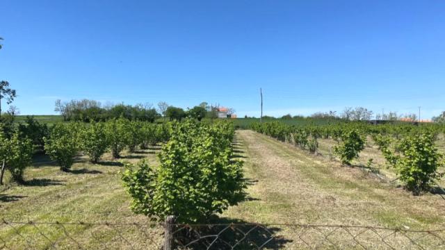 Plac, Prodaja, 5000m2, Trbušac, Okolno mesto, Trbusac