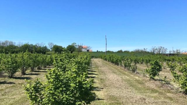 Plac, Prodaja, 5000m2, Trbušac, Okolno mesto, Trbusac