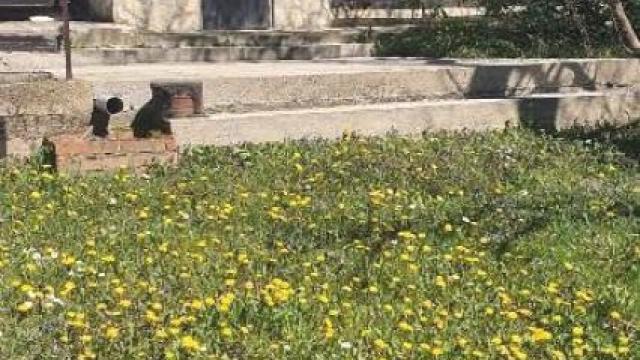 Kuća, Dvosoban, Prodaja, 87m2, Šuplja stena, Voždovac, Stepašinovac
