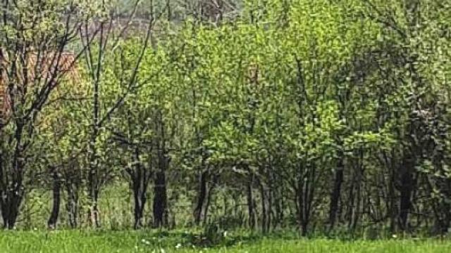 Plac, Prodaja, m2, Baćevac, Barajevo, Beograd