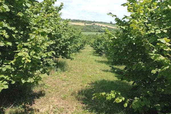 prodaja, plac,
donje-stiplje-opstina-jagodina, 1141550, plac